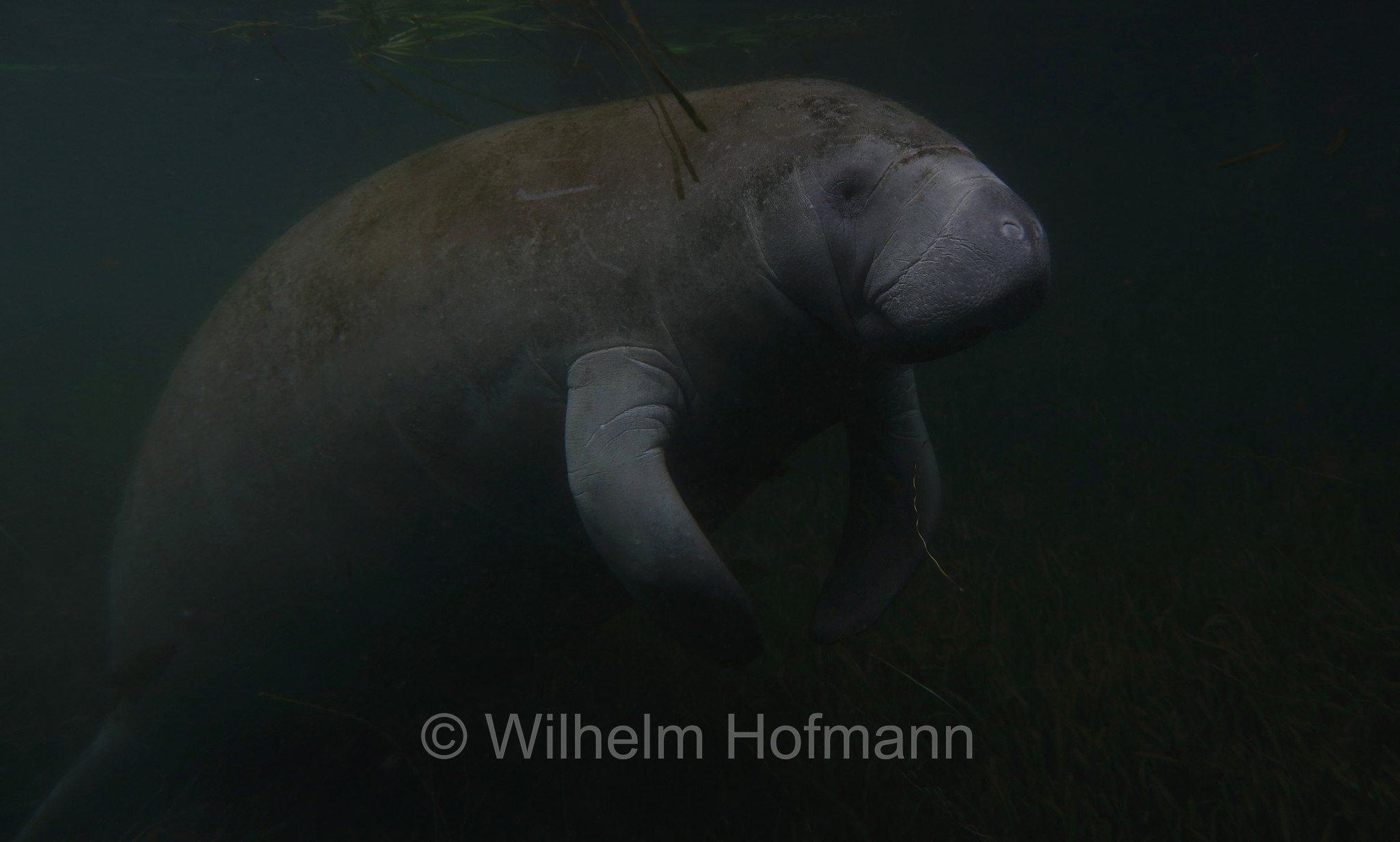 Trichechus manatus latirostris, Florida manatee, Florida-Seekuh, Florida-Manati, lamantino della Florida, manato della Florida, Crystal River, Kings Bay Park, Florida, USA