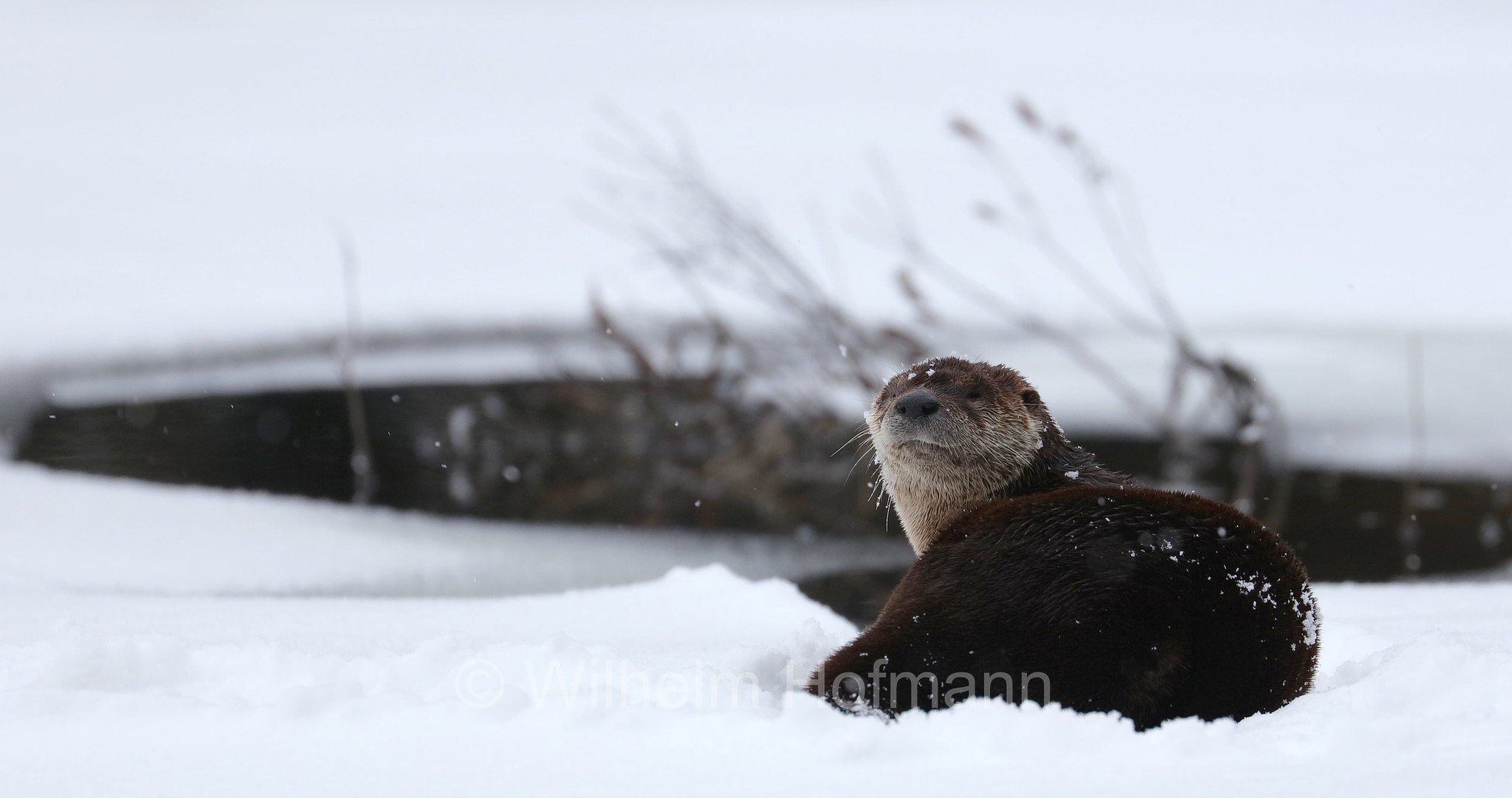 Lontra canadensis, North American river otter, northern river otter, river otter, Nordamerikanische Fischotter, lontra canadese, Tanamakoon Lake, Algonquin Provincial Park, Parco provinciale di Algonquin, Ontario, Canada, Kanada