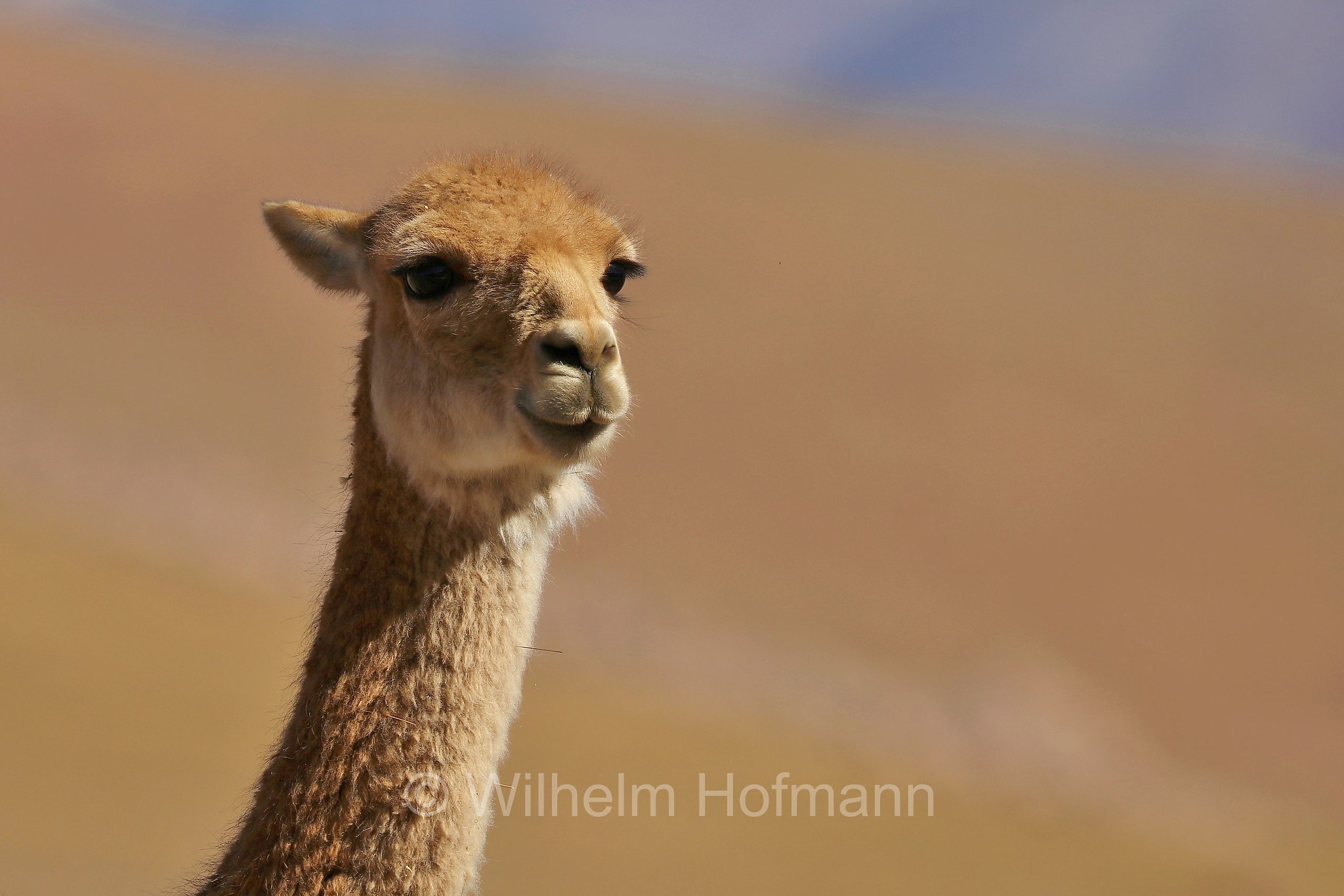 vicuña, vicuna, Vikunja, Vicuña, vigogna, Lama vicugna, Atacama Desert, Atacama-Wüste, deserto di Atacama, Chile, Cile