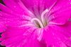 Pretty Flowers