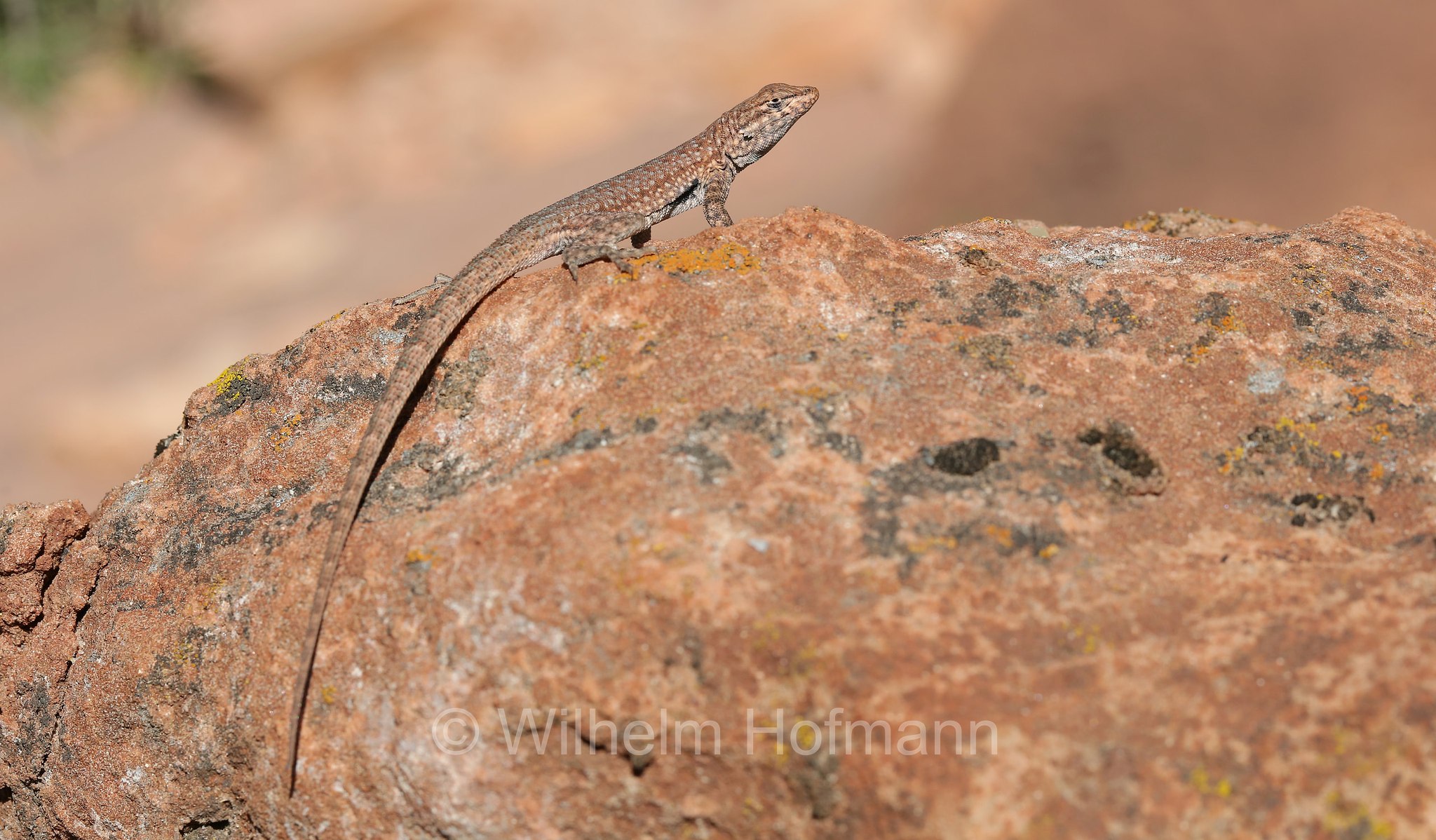 Sceloporus graciosus, sagebrush lizard, sagebrush swift, Beifuß-Stachelleguan, Pine Creek Canyon Overlook, Zion National Park, Zion-Nationalpark, Parco nazionale di Zion, Utah, USA