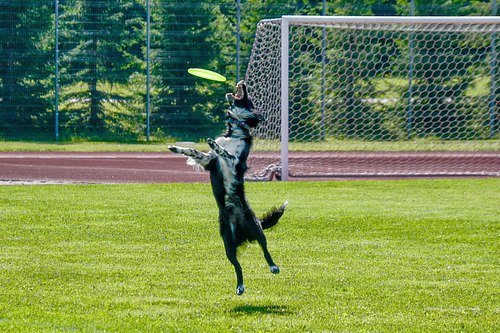 koerte frisbi võistluse.