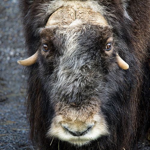 Im Tierpark Dählhölzli