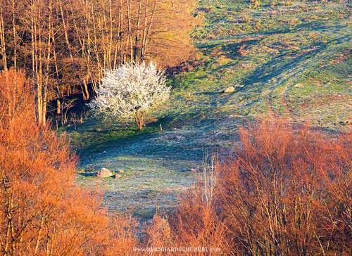 Frostiger Morgen im Frühling