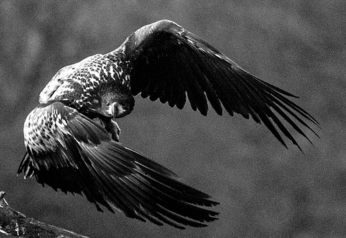 BIRDS OF PREY – ØSTFOLD