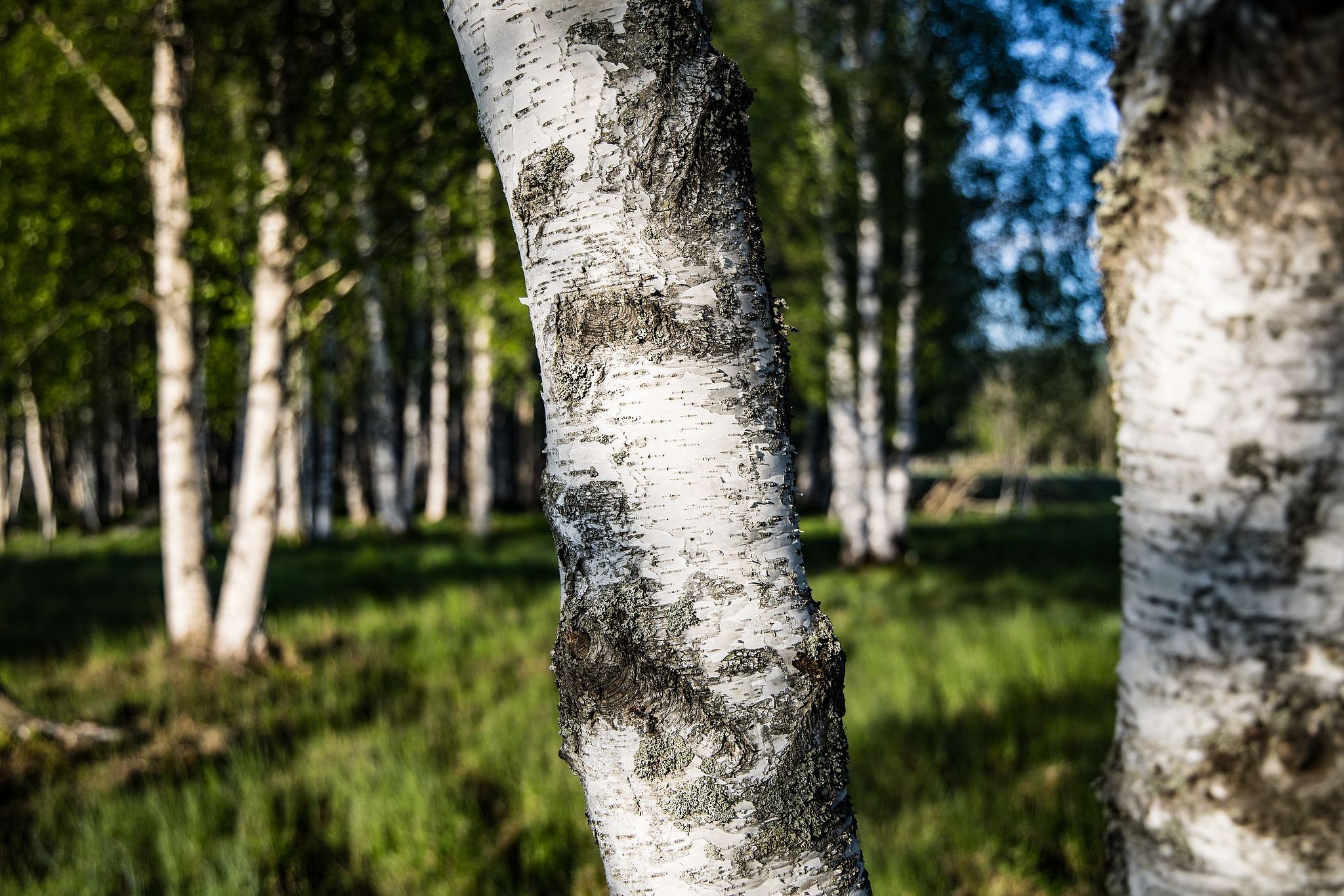 Naturschutzgebiet Fiskumvannet