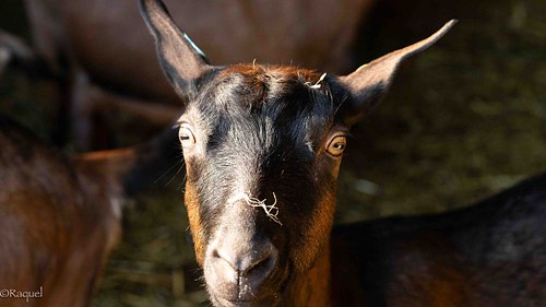Portrait d’une chèvre de la Bergerie de La Londe-les-Maures regardant l’objectif.