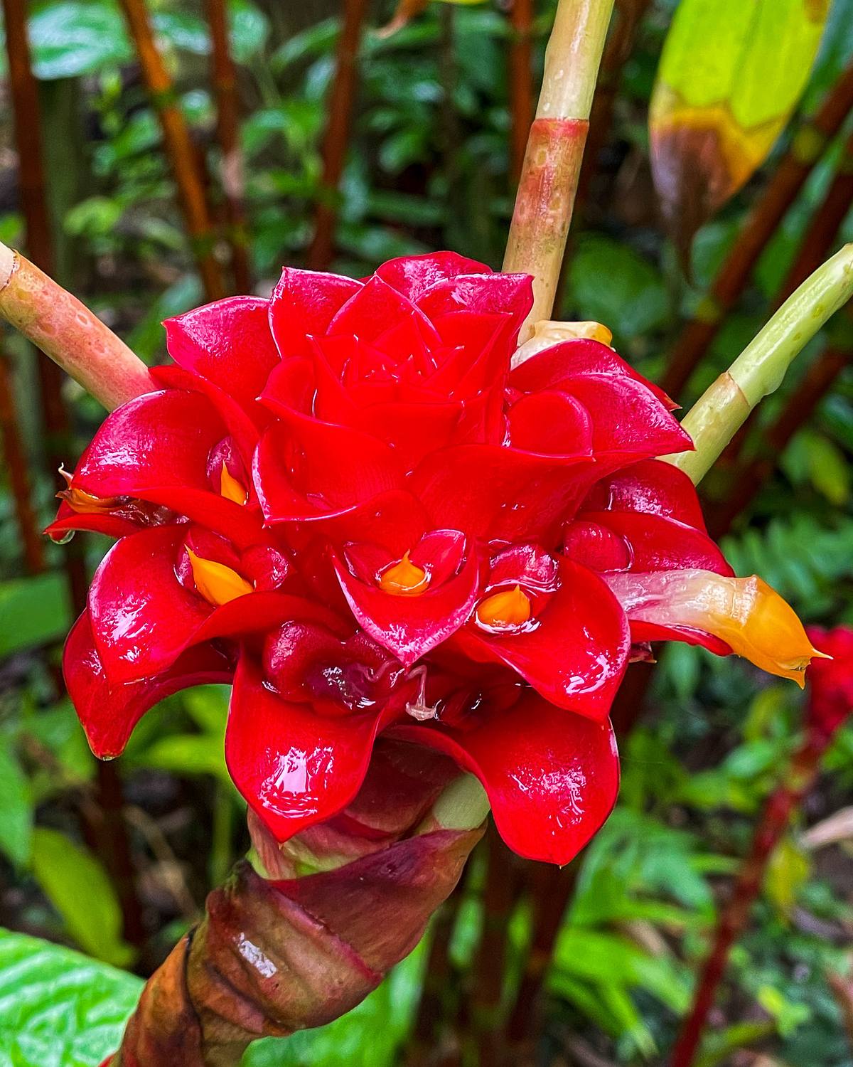 Torch Ginger Flower &ndash; Hawaii Tropical Botanical Garden