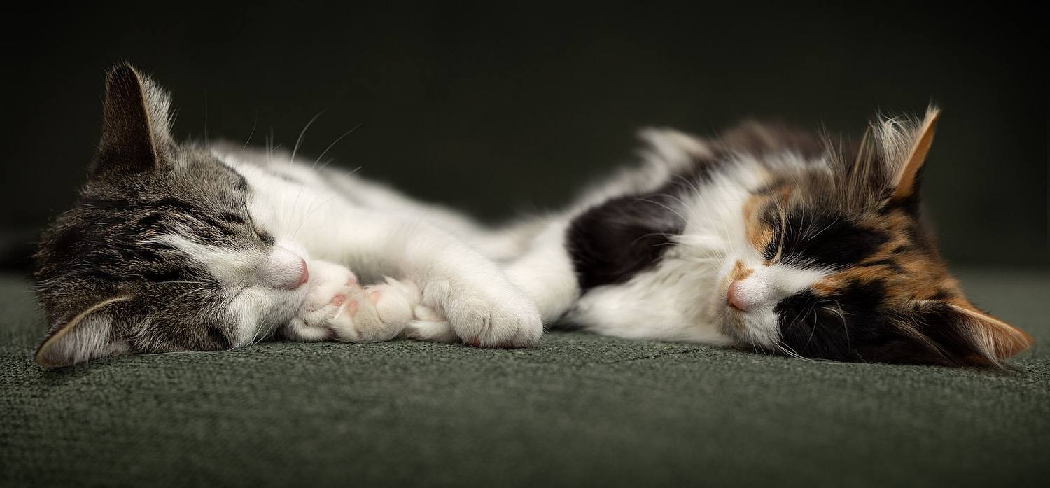 NLS Dierenfotografie