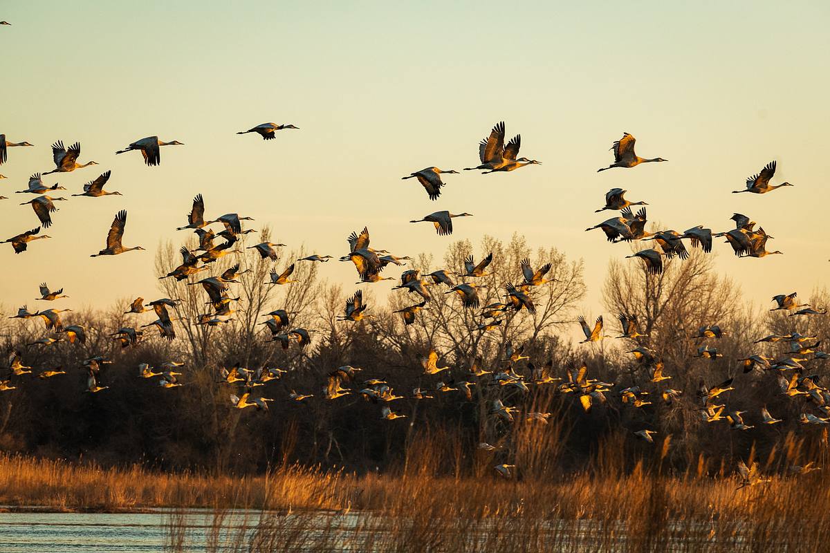 Sandhill Cranes Taking Flight at Sunrise &mdash; Platte River, Nebra