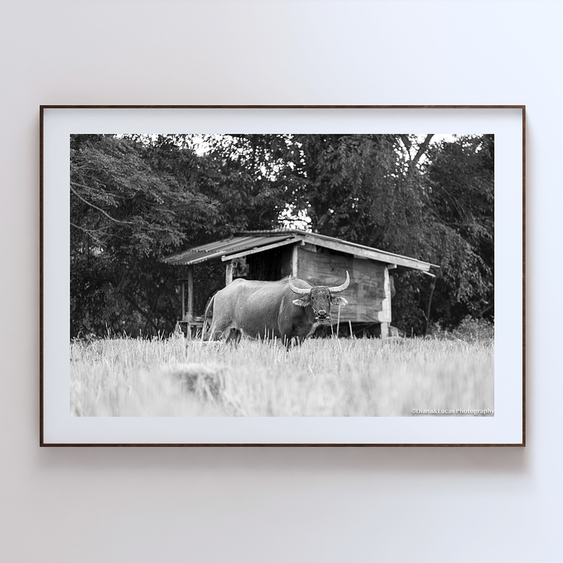 THE ONE - WILDLIFE & NATURE - "Alone in the Field" - LIMITED EDITION 3 of 5