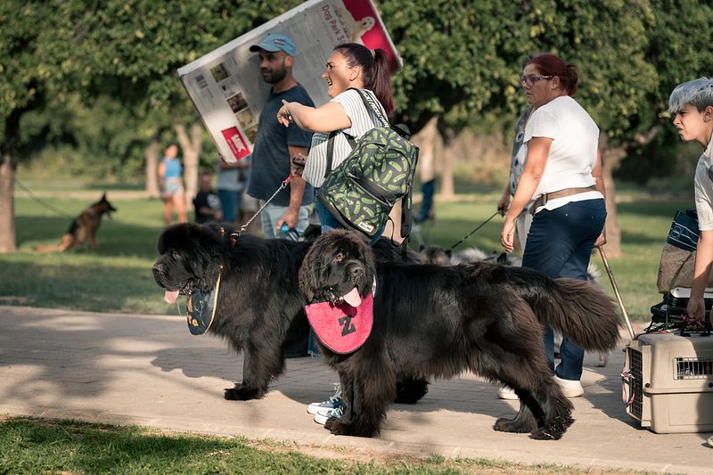 Exposicion Canina de Sevilla