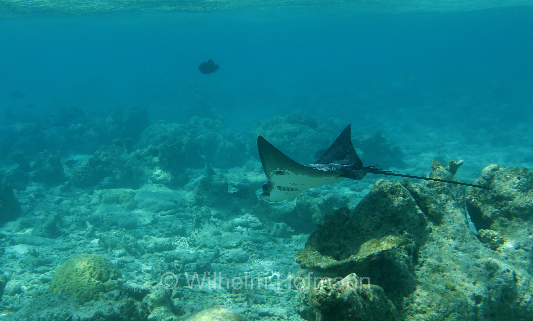 Myliobatis aquila, common eagle ray, Gewöhnliche Adlerrochen, aquila di mare, Malediven, Maldives, Maledive, fihalhohi island resort