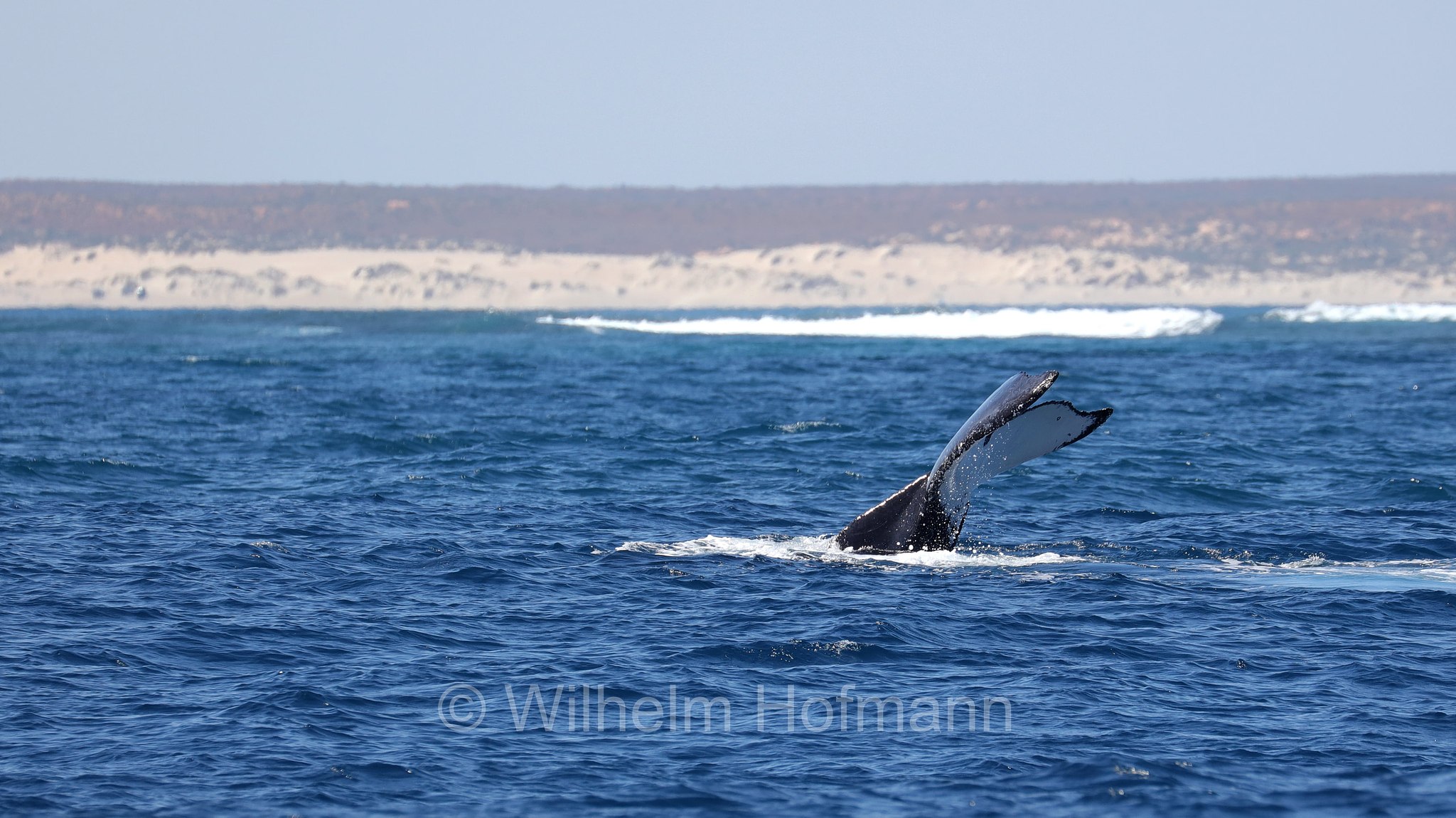 Humpback Whale, Buckelwal, megattera, Megaptera novaeangliae, Ningaloo Coast, Ningaloo Marine Park, Ningaloo Commonwealth Marine Reserve, Costa di Ningaloo, Western Australia, Westaustralien, Australia Occidentale, Australia, Australien