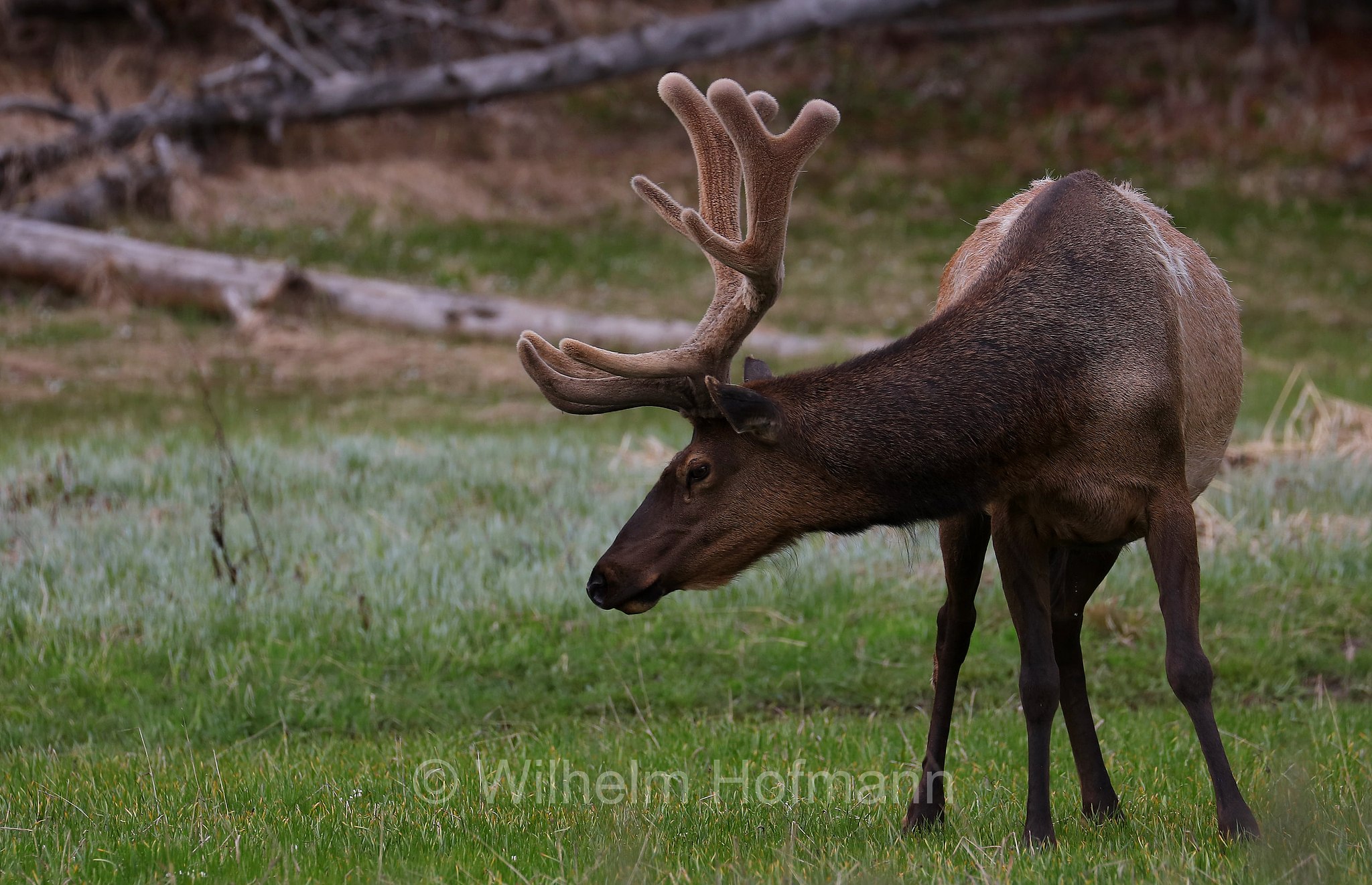 Cervus canadensis nelsoni, Rocky Mountain elk, Rocky-Mountain-Wapiti, wapiti delle Montagne Rocciose, Canyon Village, Yellowstone National Park, Yellowstone-Nationalpark﻿, parco nazionale di Yellowstone, Wyoming, USA