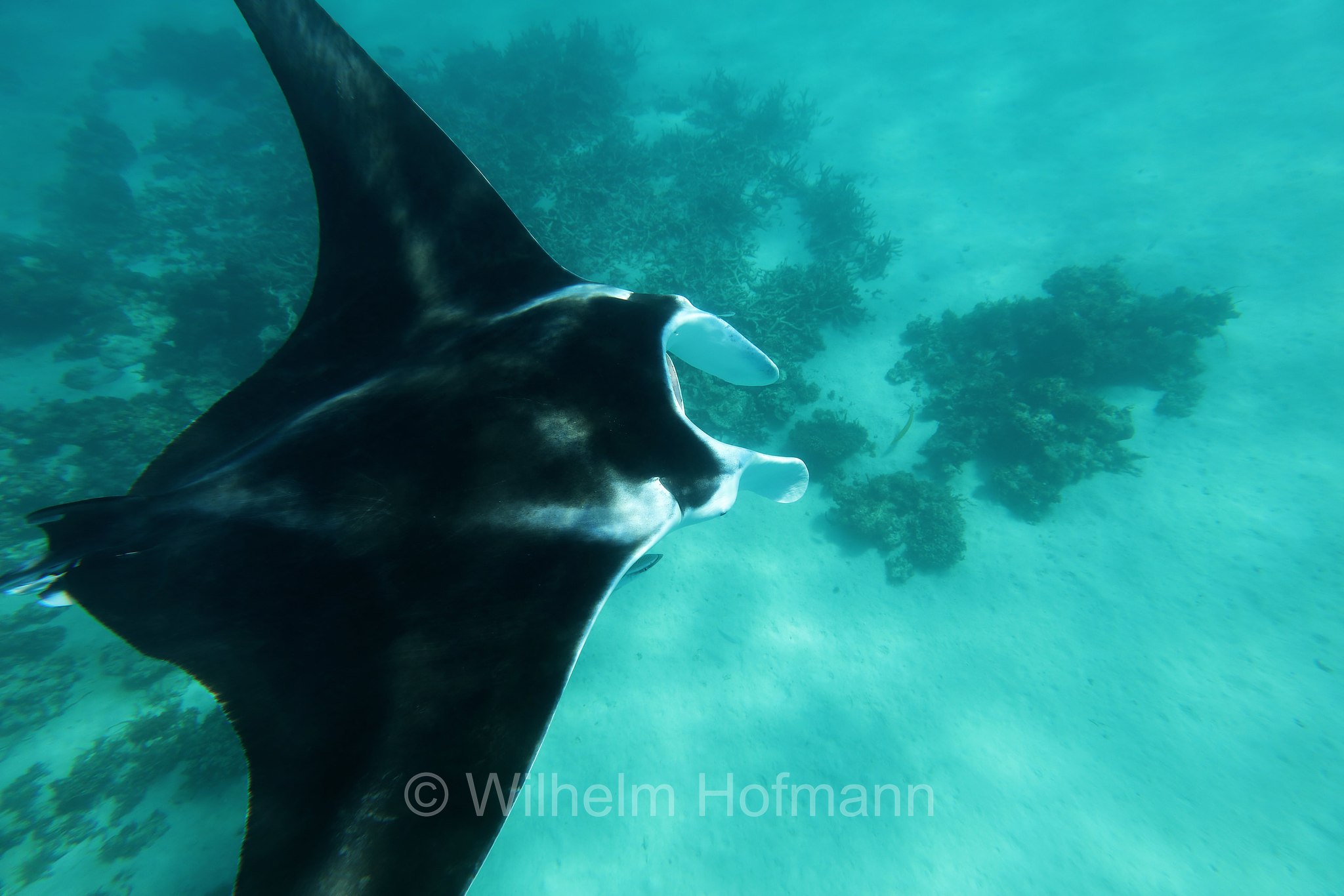 reef manta ray, Riffmanta, manta della barriera corallina, Mobula alfredi, Manta alfredi, Ningaloo Coast, Ningaloo Marine Park, Ningaloo Commonwealth Marine Reserve, Costa di Ningaloo, Western Australia, Westaustralien, Australia Occidentale, Australia, Australien