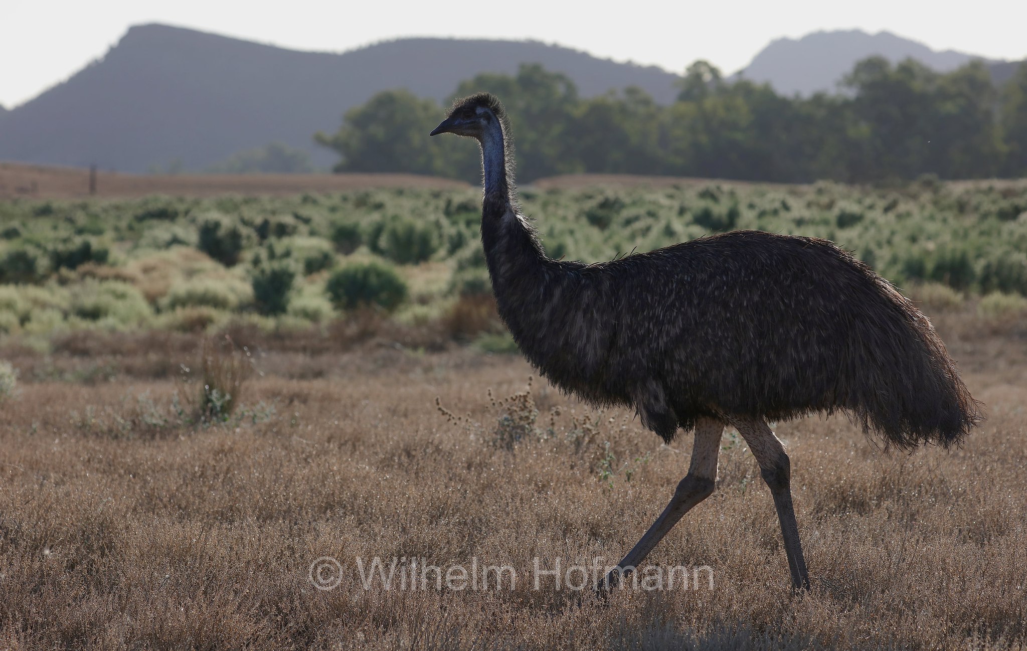emu, Großer Emu, emù, Dromaius novaehollandiae, Trezona Loop Walk, Ikara–Flinders Ranges National Park, Ikara-Flinderskette-Nationalpark, parco nazionale Monti Flinders, South Australia, Südaustralien, Australia Meridionale, Australia, Australien
