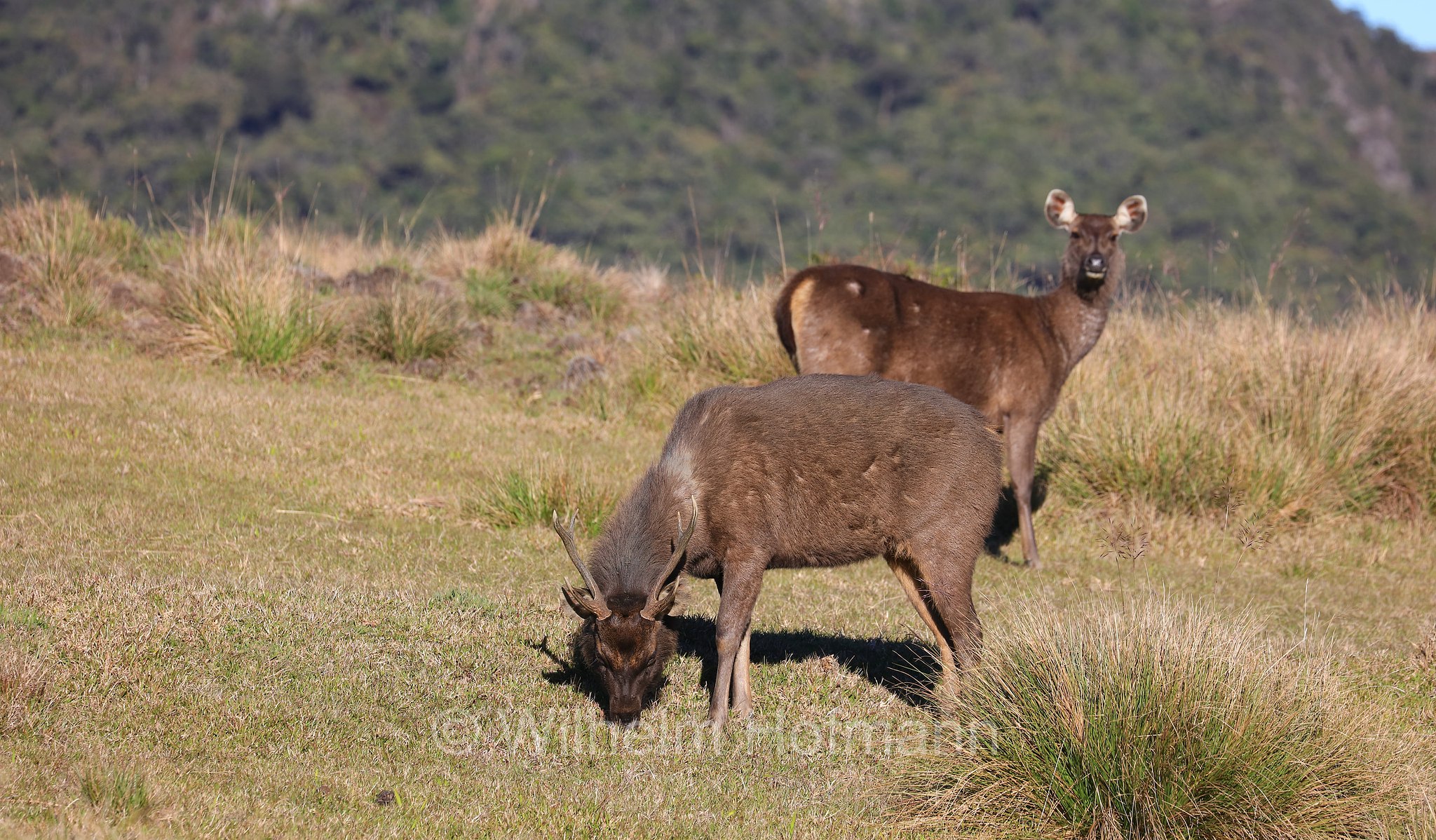 Sri Lankan sambar, Indian sambar, Sri-Lanka-Sambar, sambar indiano, cervo sambar, Rusa unicolor unicolor, Horton Plains National Park, Horton-Plains-Nationalpark, parco nazionale Horton Plains, Sri Lanka
