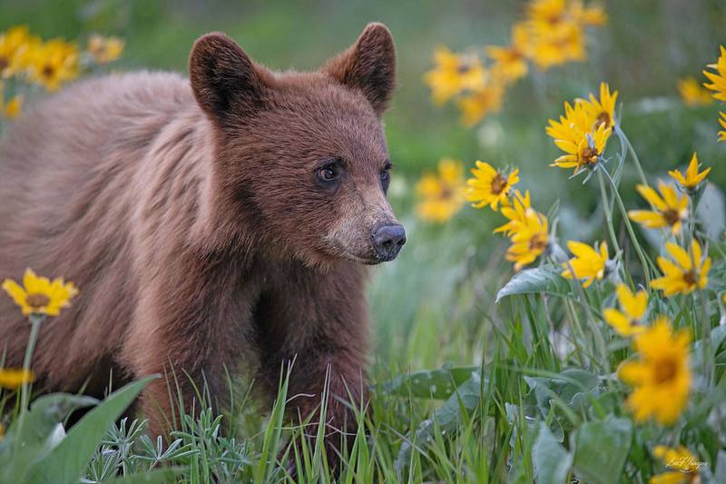 Time to Smell the Flowers (Black Bear)