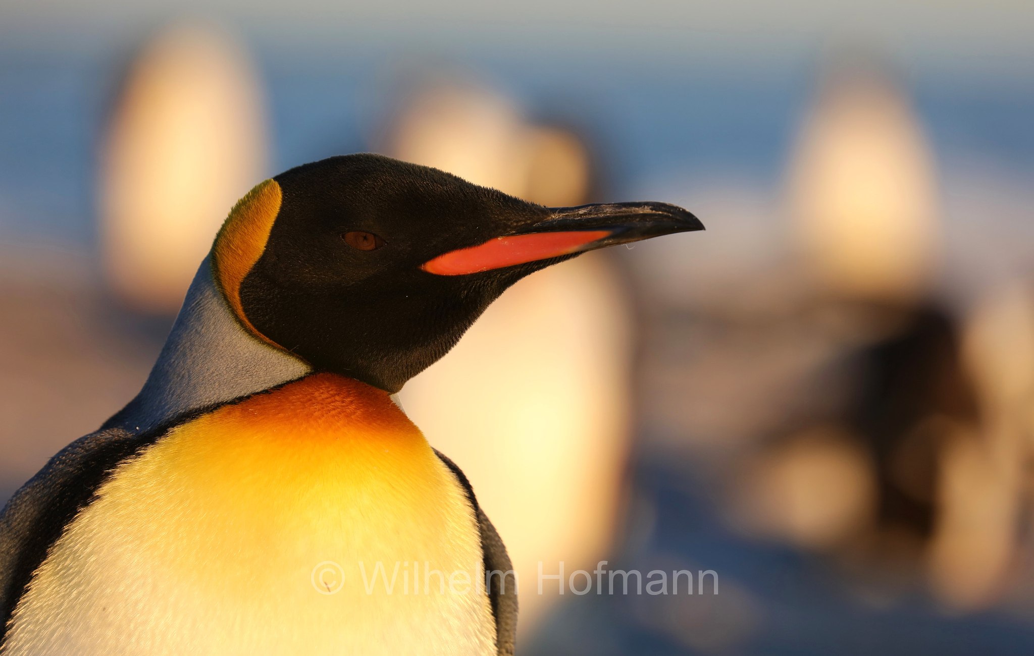king penguin, Königspinguin, pinguino reale, Aptenodytes patagonicus, Sealion Island, Sea Lion Island, Isla de los Leones Marinos, Falkland Islands, Falklandinseln, Isole Falkland