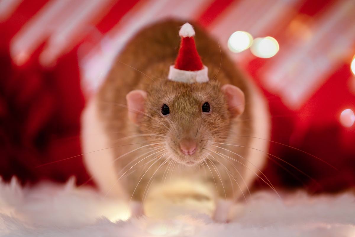 Pet rat wearing a Santa hat at Christmas time.