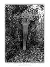 COLLECTION - GIANTS OF THE LAND VERTICAL - "Framed by Jungle" - LIMITED EDITION 10 of 10
