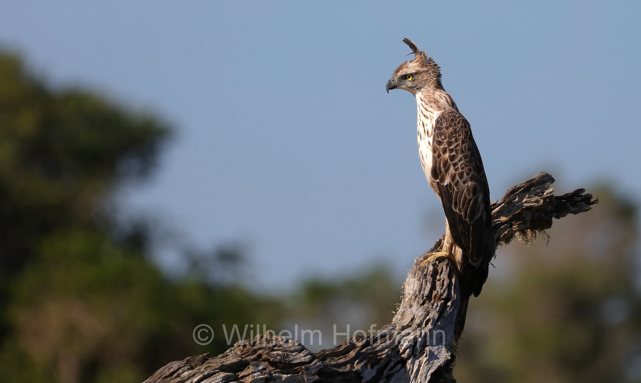 changeable hawk-eagle, crested hawk-eagle, marsh hawk-eagle, Indian crested hawk-eagle, Haubenadler, aquila dal ciuffo variabile, Nisaetus cirrhatus, Sri Lanka, Yala National Park, Yala Nationalpark, Parco nazionale di Yala