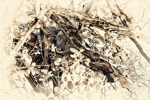 Photo sepia d'un léopard en Tanzanie
