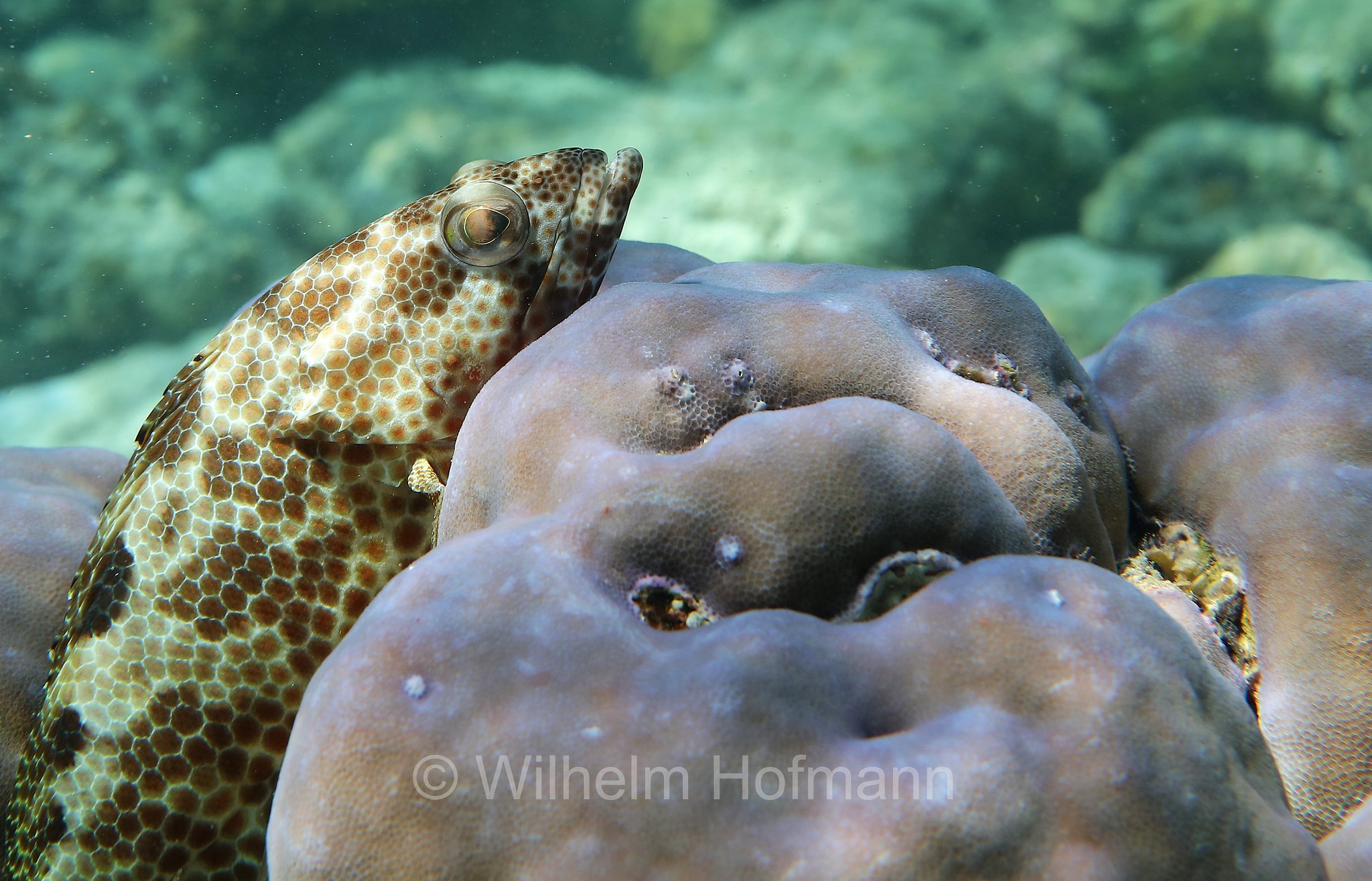 foursaddle grouper, spotty cod, Vierfleck-Wabenbarsch, cernia dalle quattro selle, Epinephelus spilotoceps, Malediven, Maldives, Maledive, fihalhohi island resort