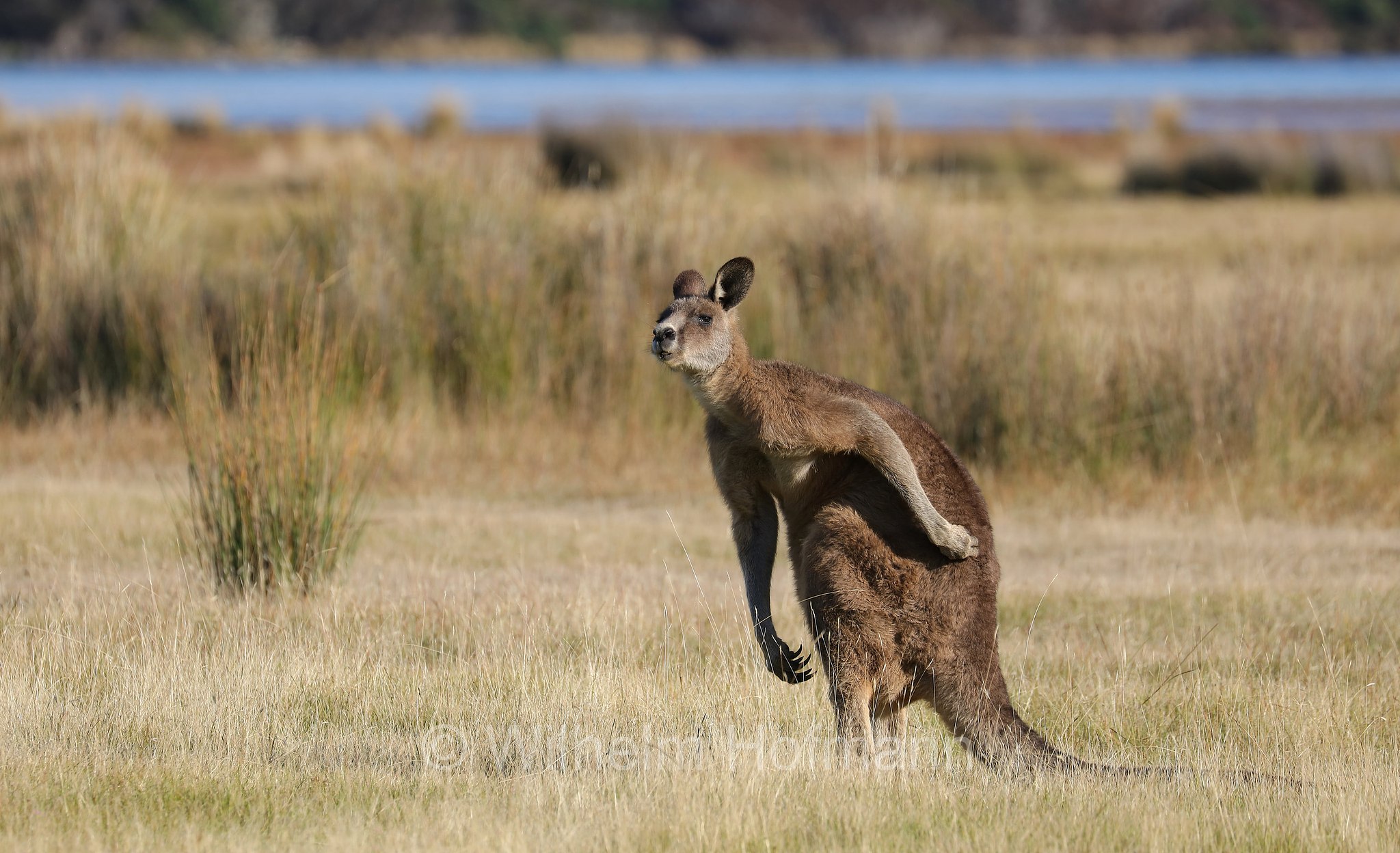 eastern grey kangaroo, gigantic large-foot, great grey kangaroo, forester kangaroo, Östliches Graues Riesenkänguru, canguro grigio orientale, Macropus giganteus, Narawntapu National Park, Narawntapu-Nationalpark, parco nazionale Narawntapu, Tasmania, Tasmanien, Australia, Austalien