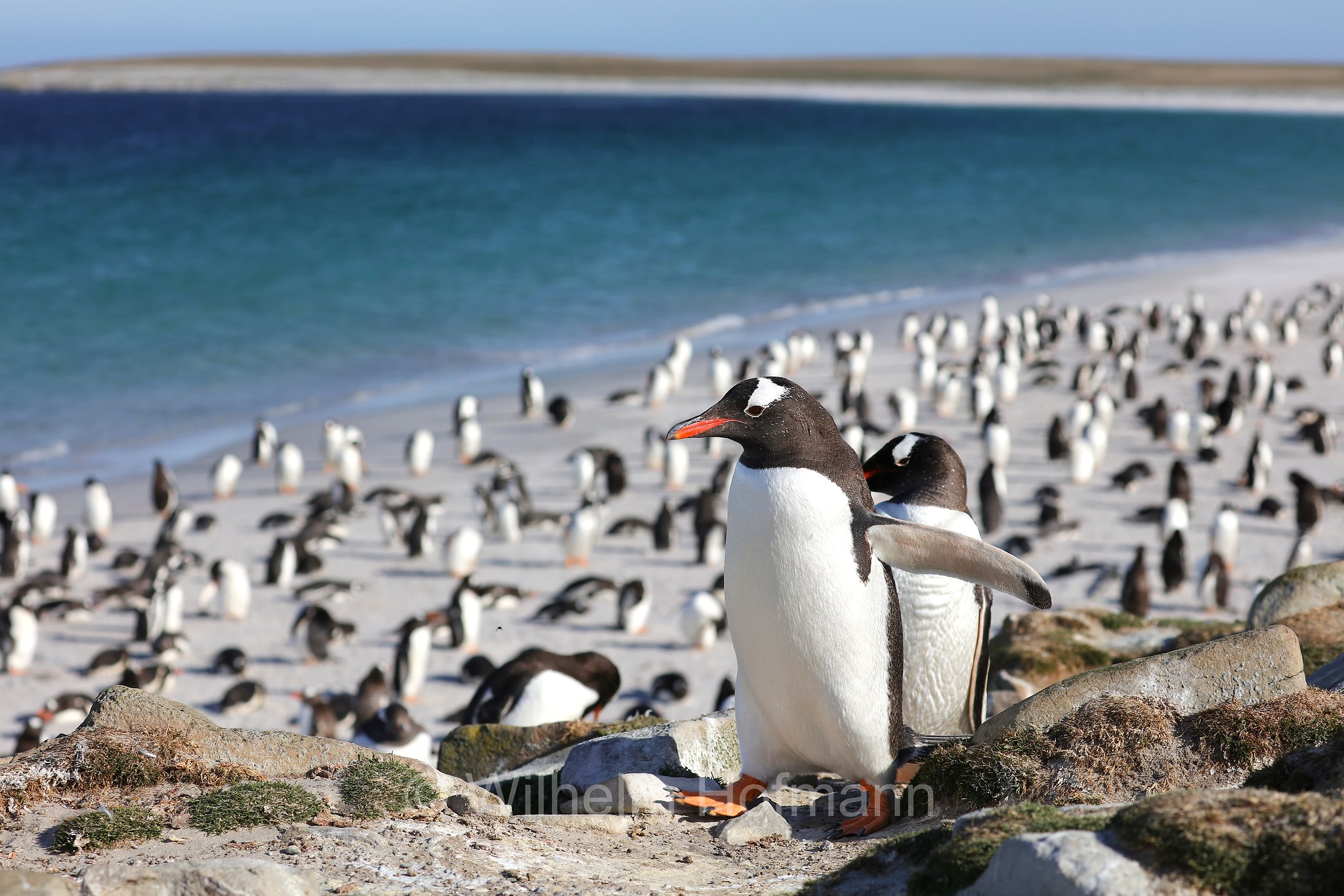 gentoo penguin, Eselspinguin, Rotschnabelpinguin, pigoscelide comune, pinguino Papua, Pygoscelis papua, Bleaker Island, Isla María, Falkland Islands, Falklandinseln, Isole Falkland