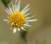 Pretty Flowers