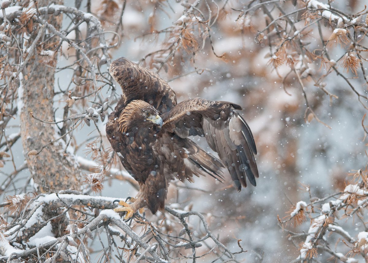 Ready-to-Fly