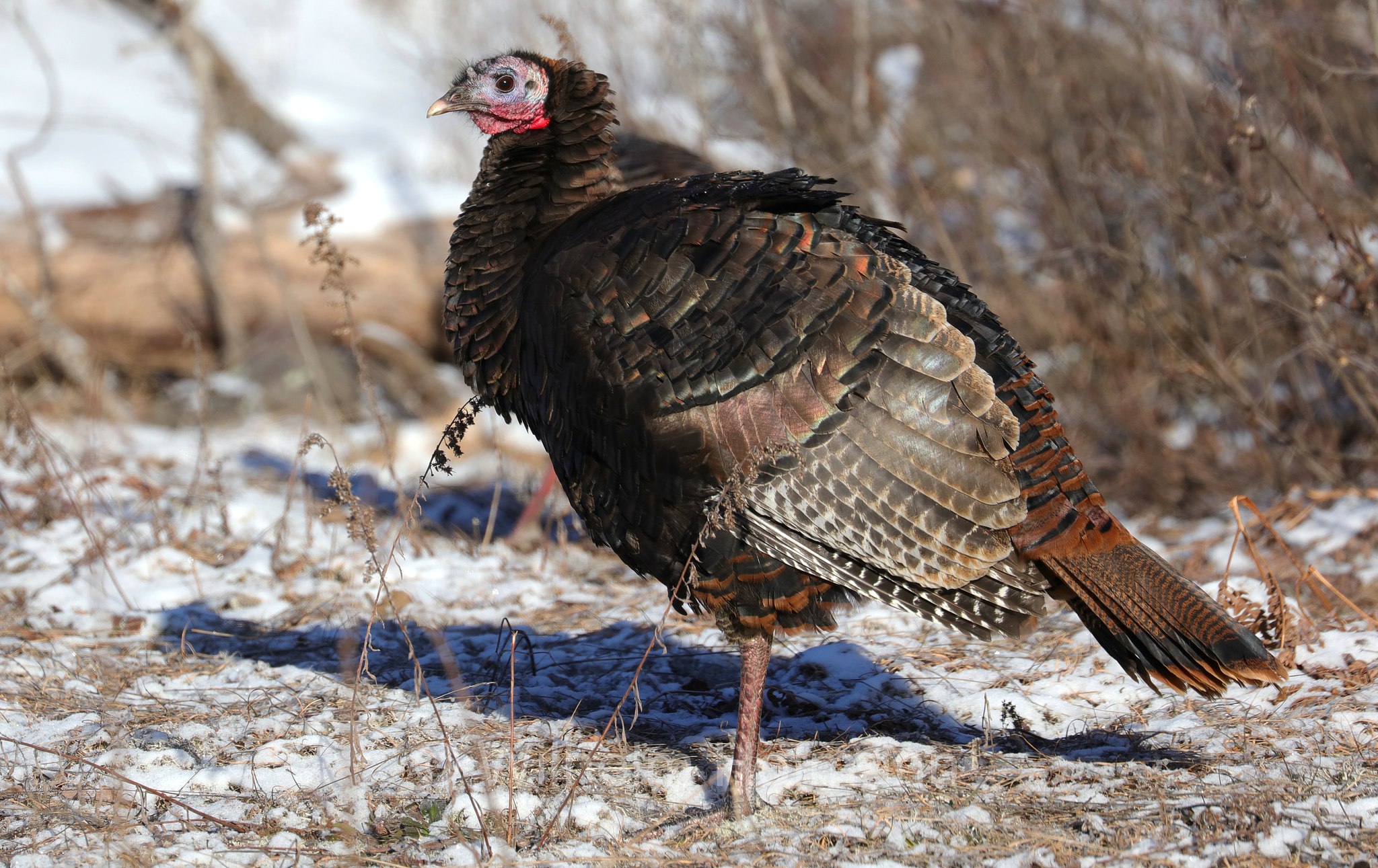 Meleagris gallopavo, wild turkey, Truthuhn, Truthahn, tacchino selvatico, Spruce Bog Boardwalk Trail, Algonquin Provincial Park, Parco provinciale di Algonquin, Ontario, Canada, Kanada