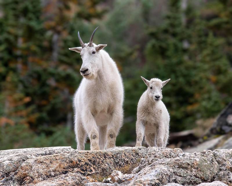 Isn't My Kid Cute? (Mountain Goat)