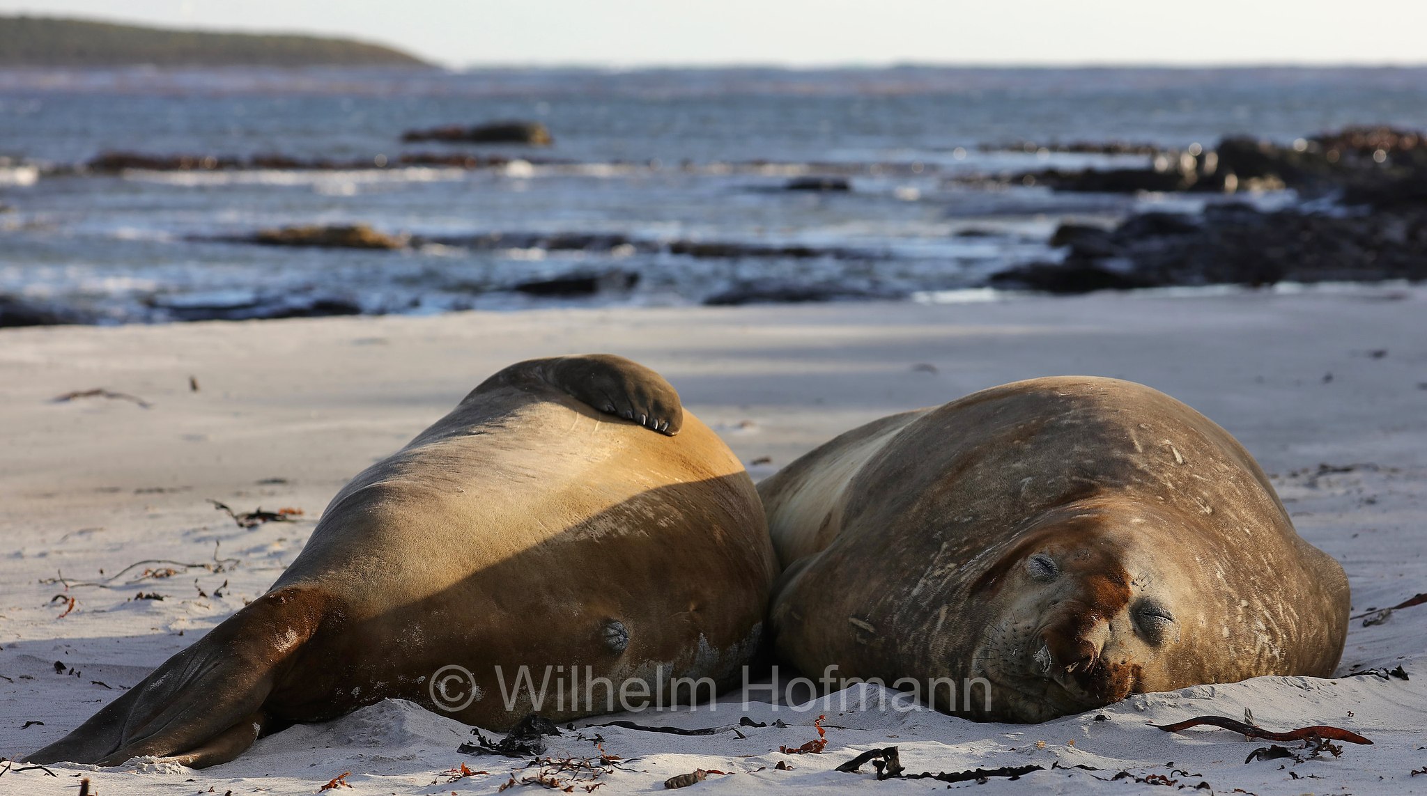 southern elephant seal, Südlicher See-Elefant, elefante marino meridionale, Mirounga leonina, Sealion Island, Sea Lion Island, Isla de los Leones Marinos, Falkland Islands, Falklandinseln, Isole Falkland