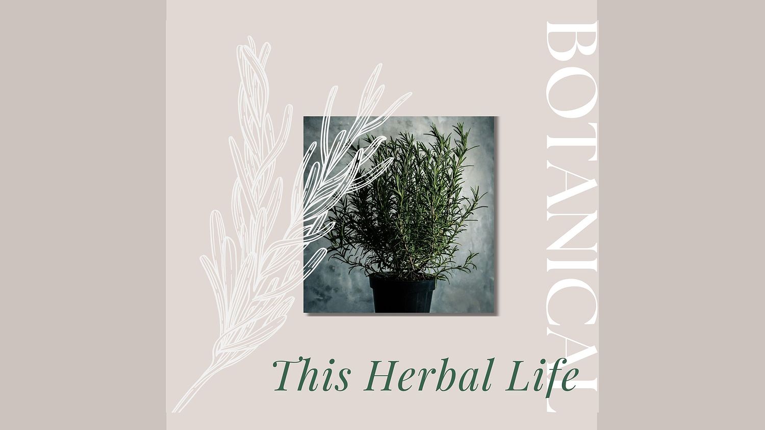 hand illustrated canva template for herbal medicine