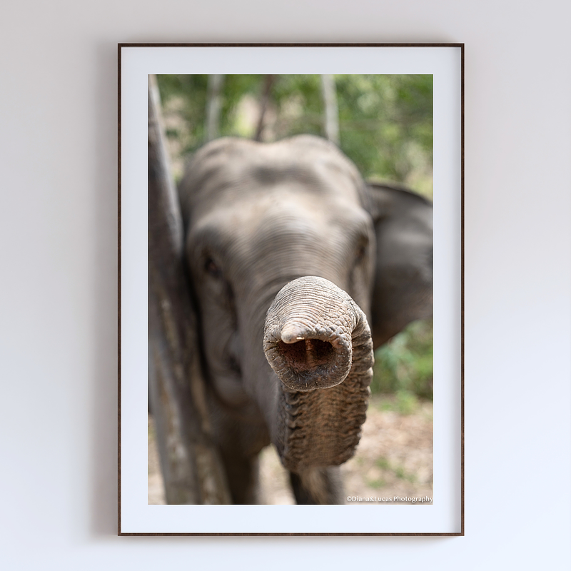 COLLECTION - GIANTS OF THE LAND VERTICAL - "Hello" - LIMITED EDITION 10 of 10