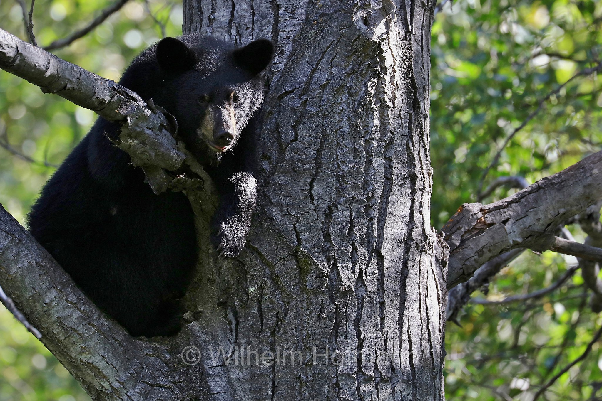 Ursus americanus, American black bear, black bear, Amerikanischer Schwarzbär, Baribal, orso nero, baribal, Eklutna Lake, Lago Eklutna, Chugach State Park, Parco statale di Chugach, Alaska, USA