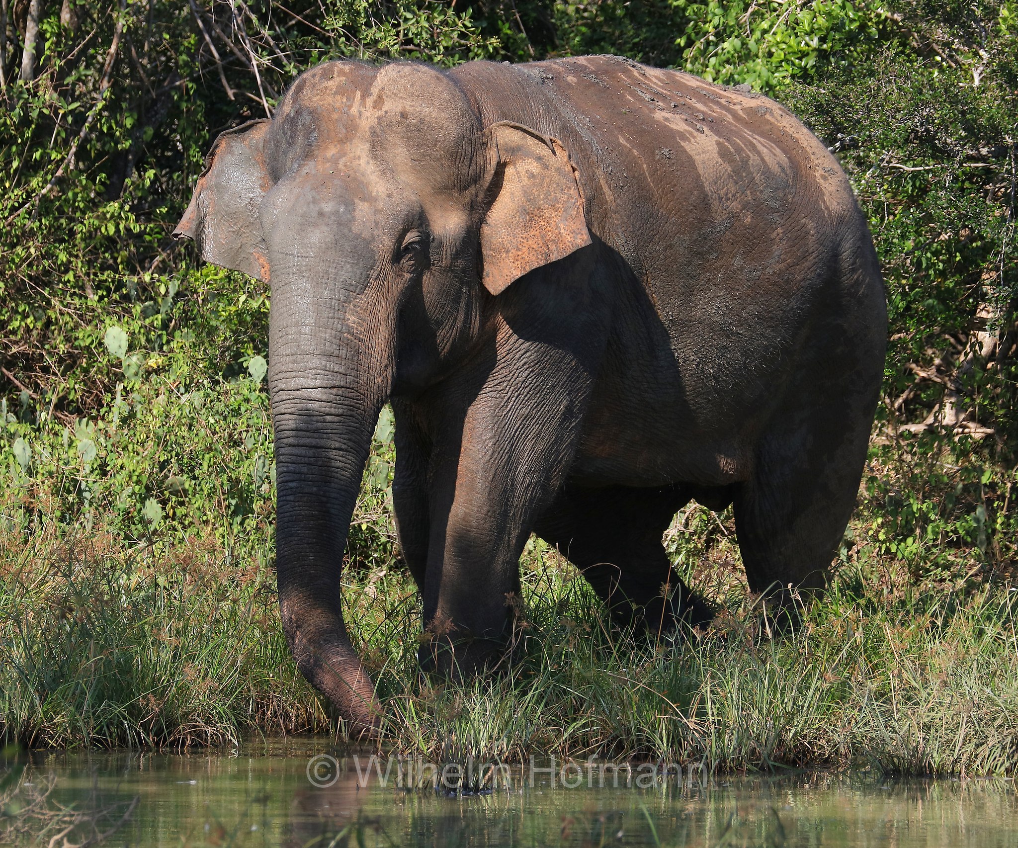 Sri Lankan elephant, Sri-Lanka-Elefant, Ceylon-Elefant, elefante dello Sri Lanka, Elephas maximus maximus, Sri Lanka, Bundala National Park, Bundala Nationalpark, Parco nazionale Bundala