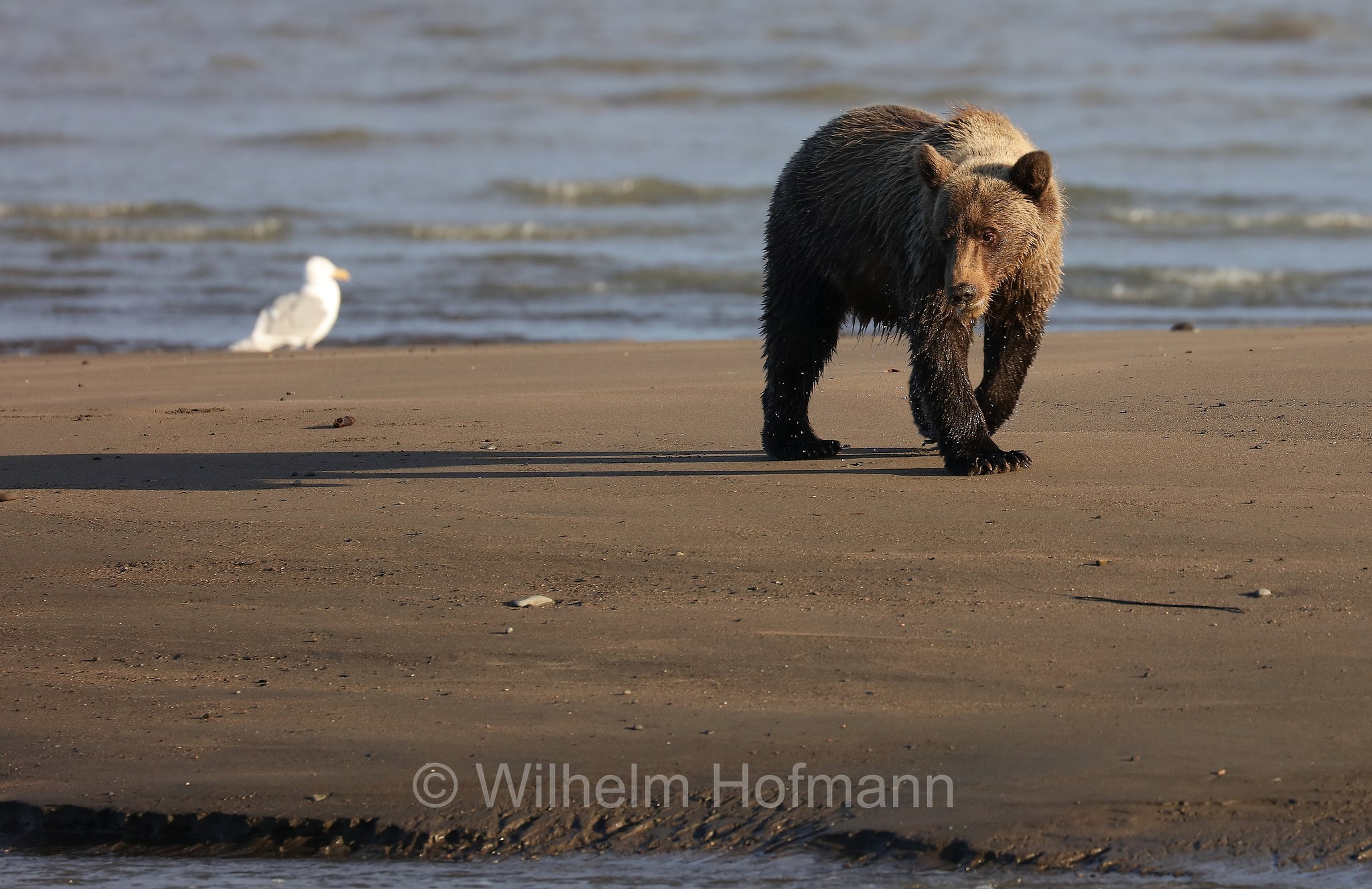 Ursus arctos gyas, Alaska Peninsula brown bear, peninsular grizzly, Alaska-Halbinsel-Braunbär, Alaska-Küstenbraunbär, Alaska-Braunbär, Großer Alaska-Braunbär, orso bruno della penisola dell'Alaska, grizzly peninsulare, grizzly costiero, grizzly gigante, Silver Salmon Creek, Lake Clark National Park, Lake Clark National Park and Preserve, Lake-Clark-Nationalpark, Parco nazionale e riserva di Lake Clark, Alaska, USA