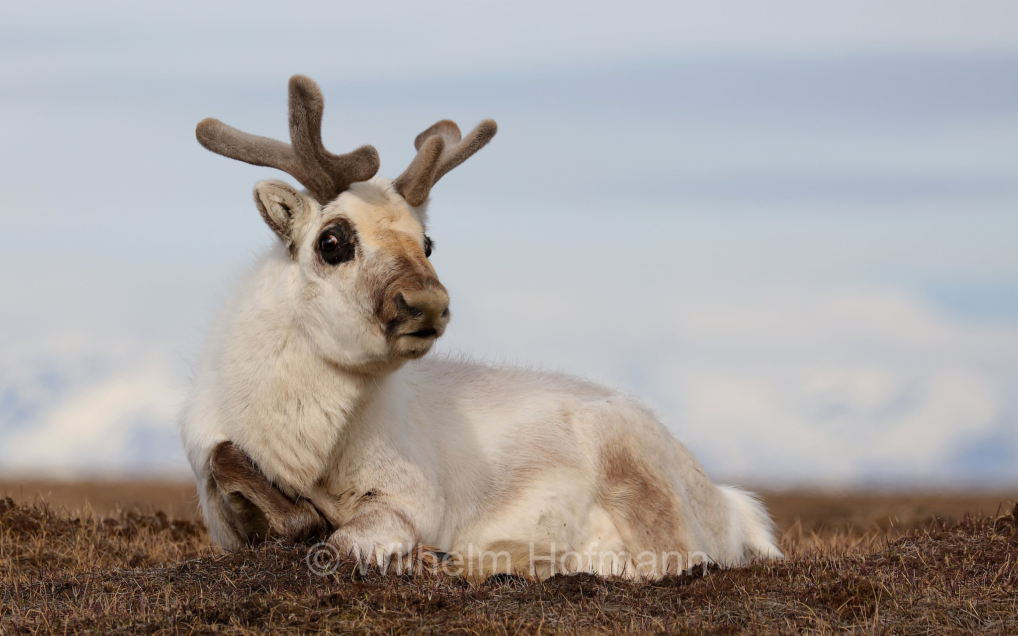 Rangifer tarandus platyrhynchus, Svalbard reindeer, Spitzbergen-Ren, renna delle Svalbard, Adventdalen, Spitsbergen, Svalbard, Spitzbergen, Norway, Norwegen, Norvegia