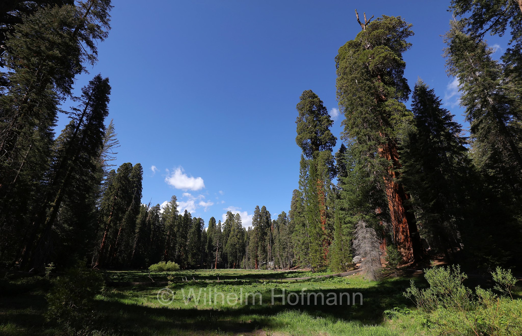 Round Meadow, Big Trees Trail, Sequoia National Park, Sequoia-Nationalpark, Parco nazionale di Sequoia, California, Kalifornien, USA