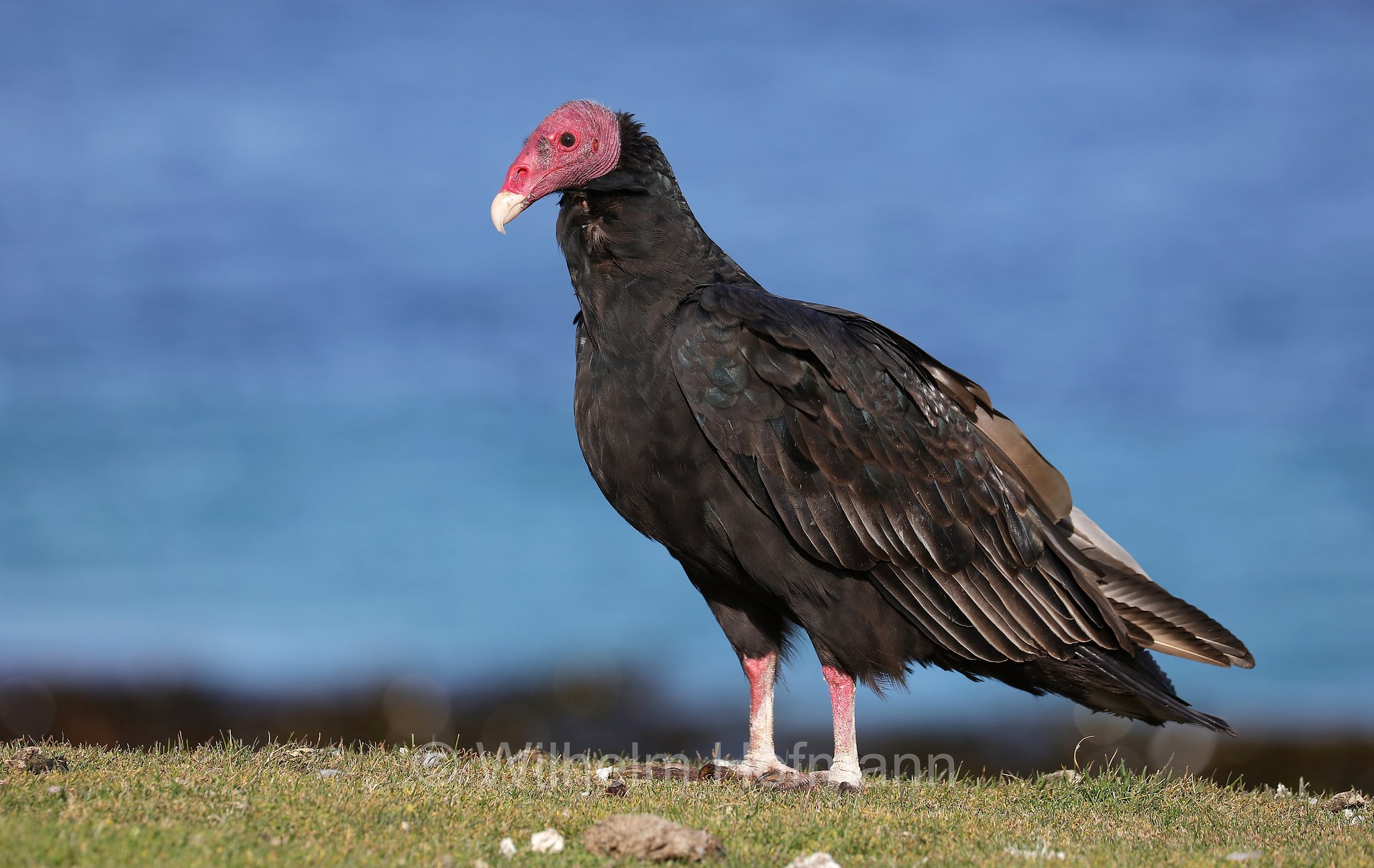 turkey vulture, Truthahngeier, avvoltoio collorosso, Cathartes aura, Bleaker Island, Isla María, Falkland Islands, Falklandinseln, Isole Falkland
