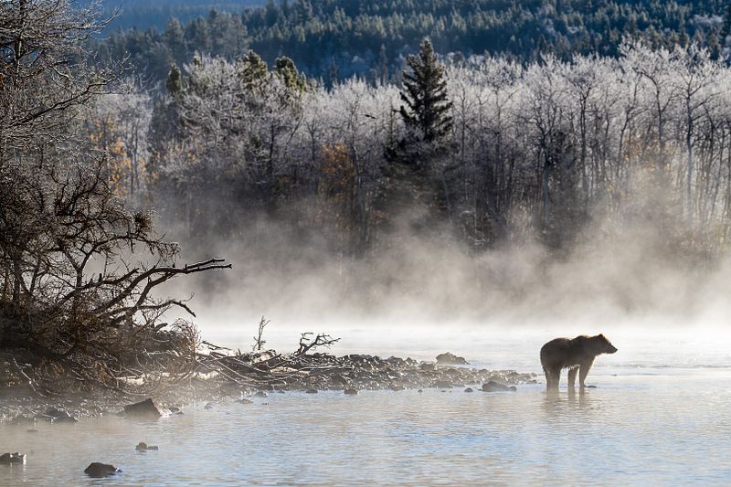 WILDLIFE