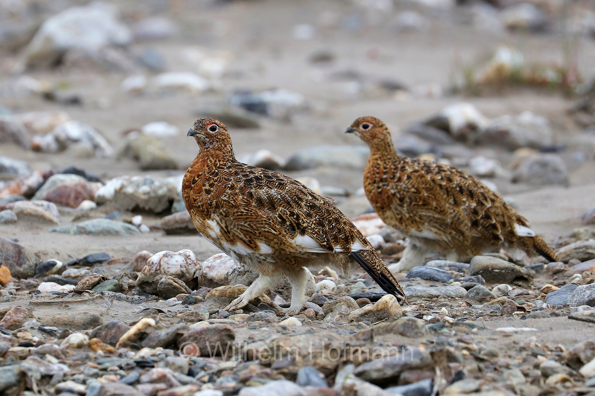 Lagopus lagopus, willow ptarmigan, willow grouse, Moorschneehuhn, pernice bianca nordica, lagopo, Savage River, Denali National Park, Denali National Park and Preserve, Denali-Nationalpark, Parco nazionale del Denali, Alaska, USA