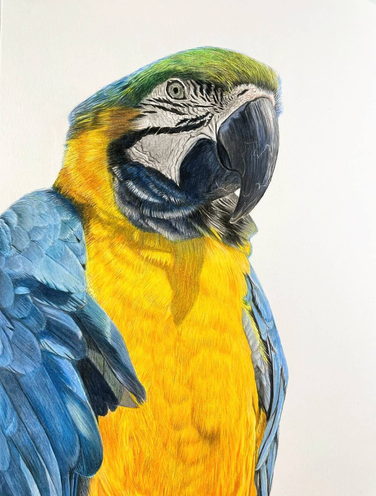 Original coloured pencil drawing of a blue and gold macaw looking directly at the viewer by Cheshire animal artist Lesley Mayn&eacute;