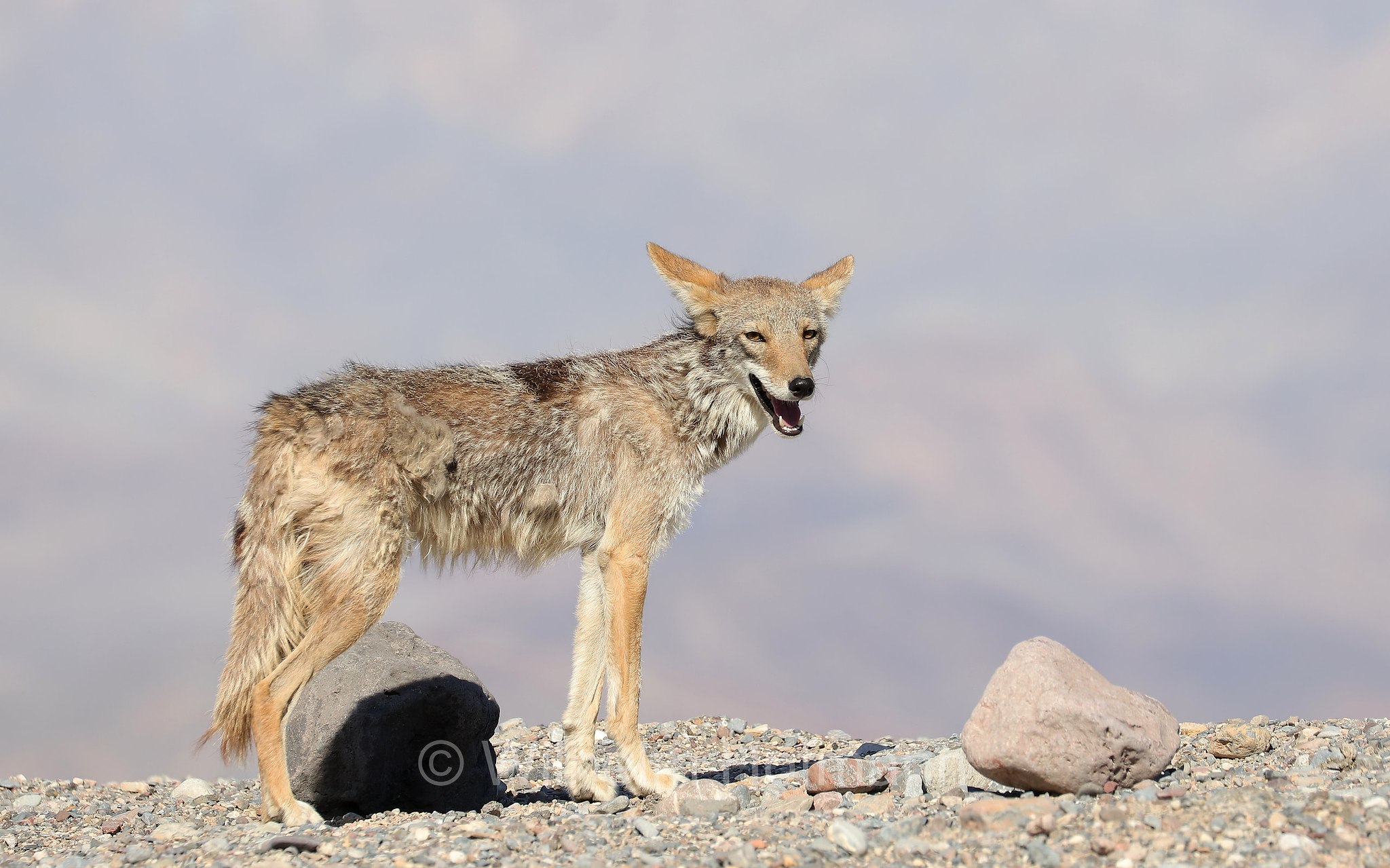 Canis latrans, coyote, American jackal, prairie wolf, brush wolf, Kojote, Präriewolf, Steppenwolf, coiote, lupo delle praterie, Furnace Creek, Death Valley National Park, Death-Valley-Nationalpark, Valle della Morte, California, Kalifornien, USA