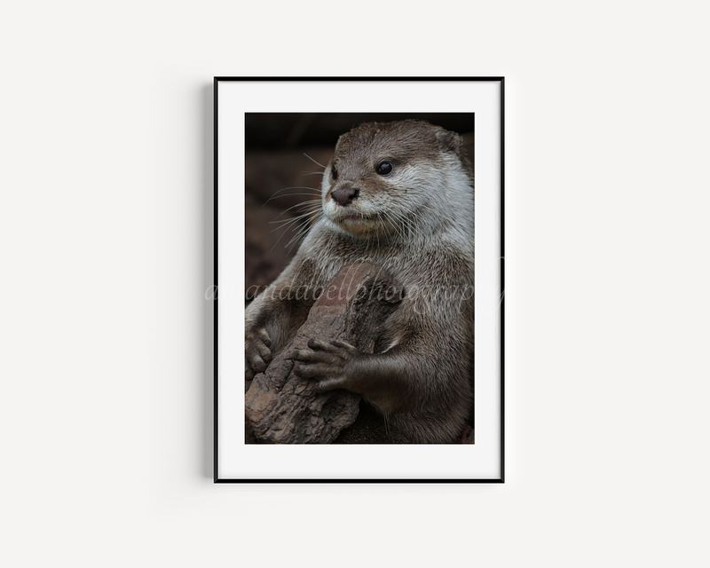 Otter with Rock Print