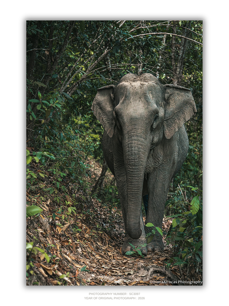 THE ONE - WILDLIFE & NATURE - "On The Path" - LIMITED EDITION 4 of 5